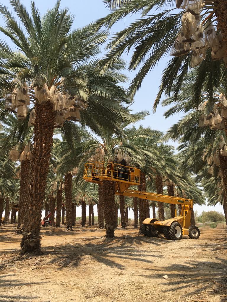   أفضل وقت لزراعة النخيل في السعودية | دليل شامل لنجاح الزراعة ونمو الجذور ونصائح الخبراء لنقل وغرس النخيل بطريقة صحيحة وآمنة